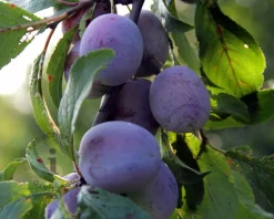 Prunus domestica 'Reine Claude D'Althan' - halfstam