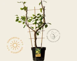 Prunus domestica 'Reine Claude D'Oullins' - U-Vorm