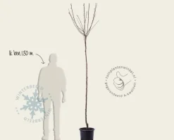 Prunus domestica 'Reine Claude D'Althan' - hoogstam