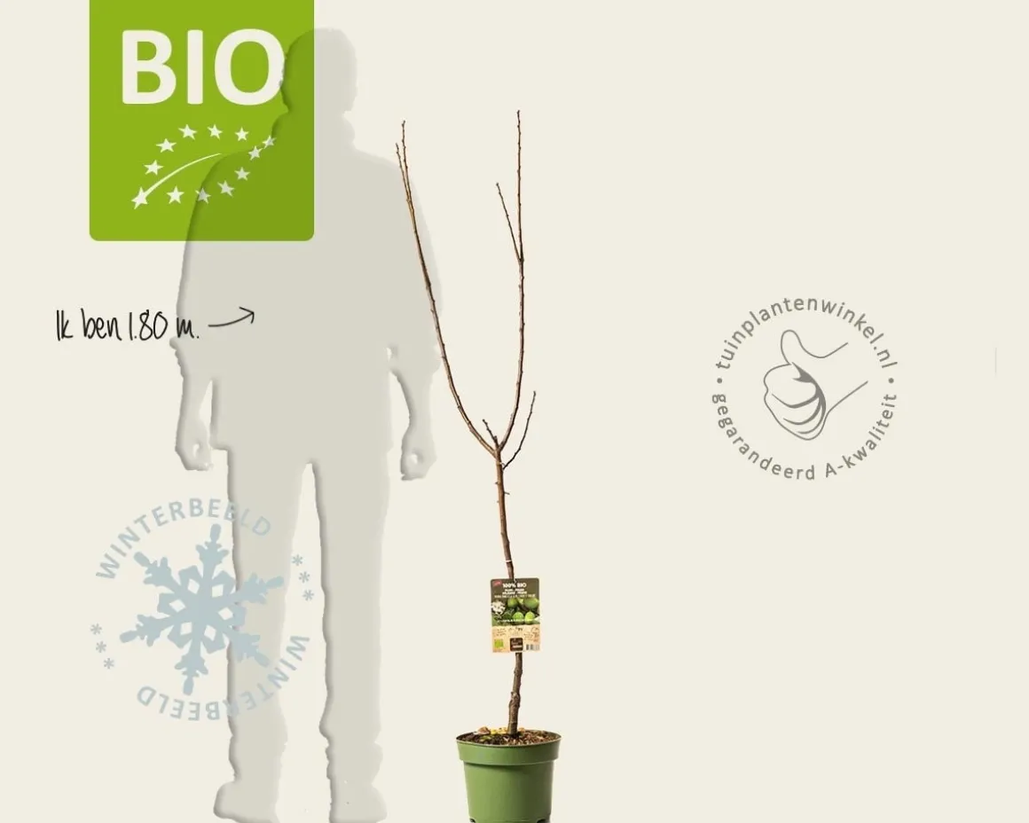 Prunus domestica 'Reine Claude D'Oullins' - BIO laagstam