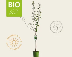 Prunus domestica 'Reine Claude D'Oullins' - BIO laagstam