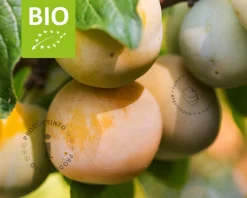 Prunus domestica 'Reine Claude D'Oullins' - BIO halfstam