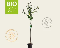 Prunus domestica 'Reine Claude D'Oullins' - BIO halfstam