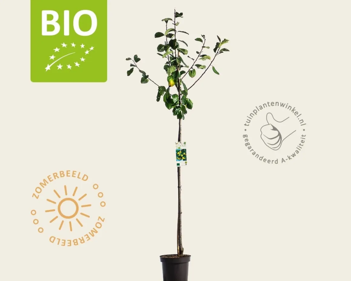 Prunus domestica 'Reine Claude D'Oullins' - BIO halfstam