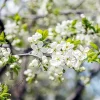 Prunus domestica 'Stanley' - halfstam