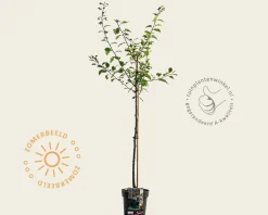 Prunus domestica 'Stanley' - halfstam