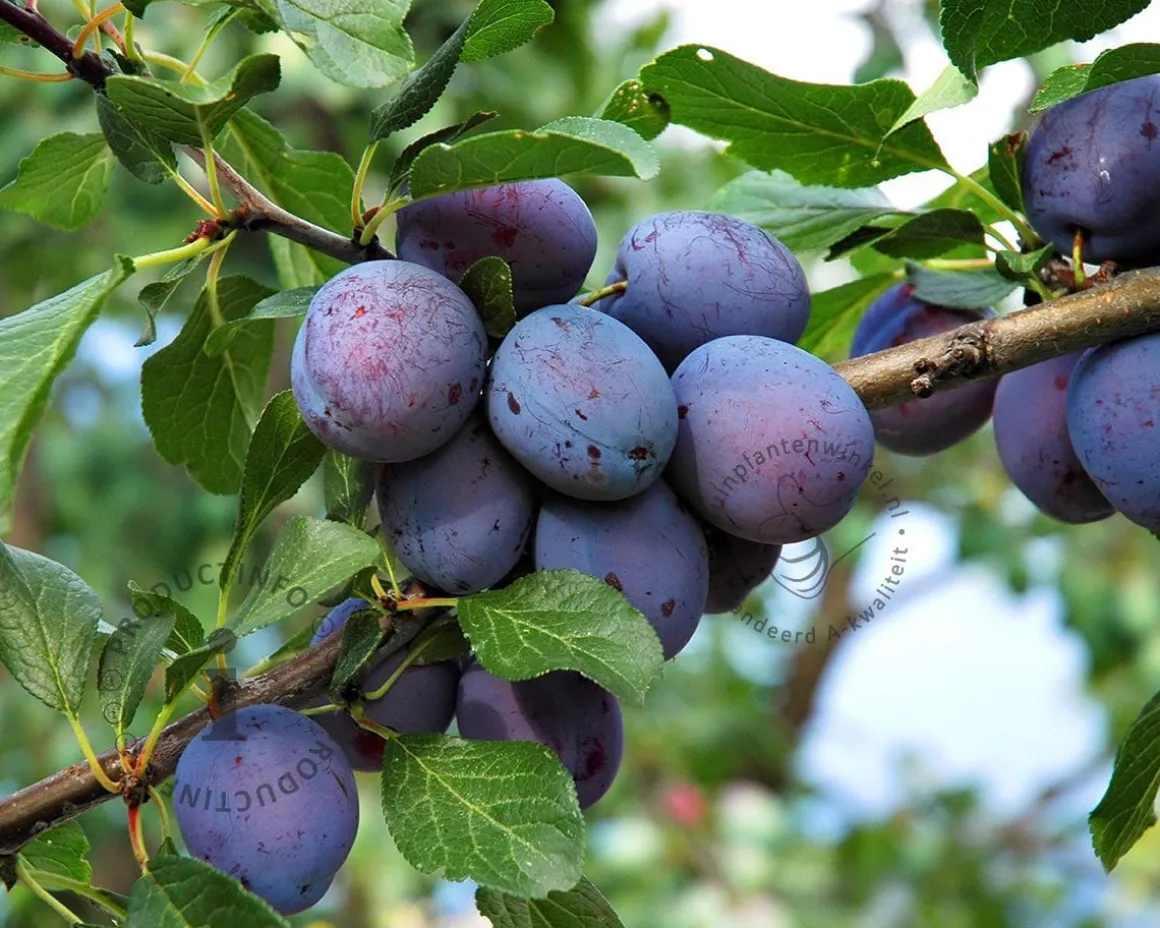 Prunus domestica TRIO 'Hauszwetsche', 'Mirabelle de Nancy' & 'Victoria' - in rek