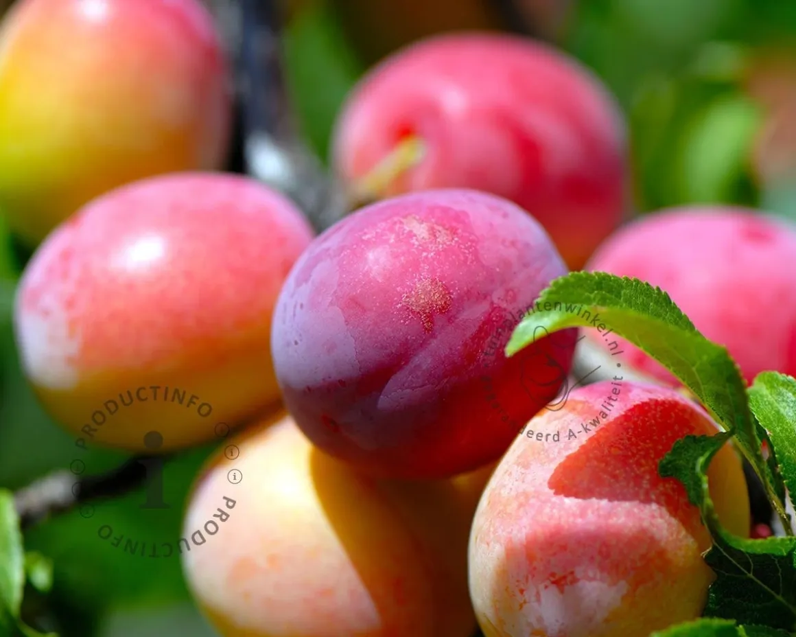 Prunus domestica TRIO 'Hauszwetsche', 'Mirabelle de Nancy' & 'Victoria' - in rek
