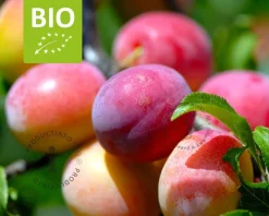 Prunus domestica 'Victoria' - BIO laagstam