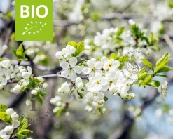 Prunus domestica 'Victoria' - BIO laagstam