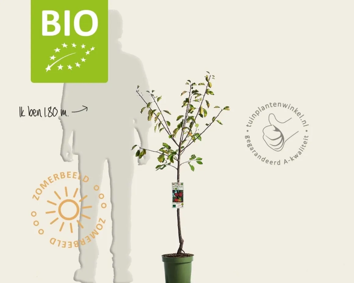 Prunus domestica 'Victoria' - BIO laagstam