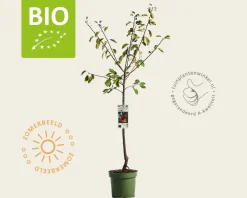 Prunus domestica 'Victoria' - BIO laagstam
