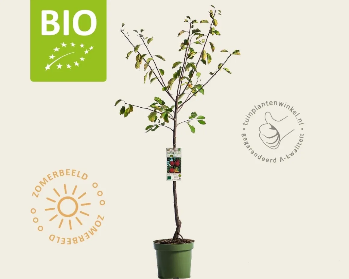 Prunus domestica 'Victoria' - BIO laagstam