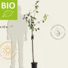 Prunus domestica 'Victoria' - BIO halfstam