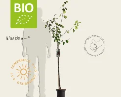 Prunus domestica 'Victoria' - BIO halfstam