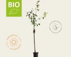 Prunus domestica 'Victoria' - BIO halfstam
