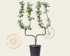Prunus domestica 'Victoria' - dubbele U-vorm