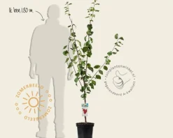 Prunus domestica 'Victoria' - laagstam