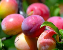 Prunus domestica 'Victoria' - laagstam