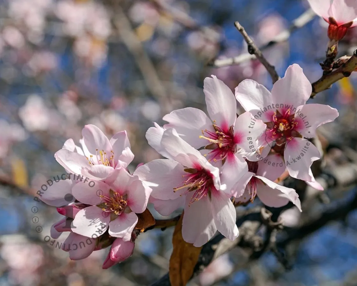 Prunus dulcis - halfstam