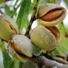 Prunus dulcis - laagstam