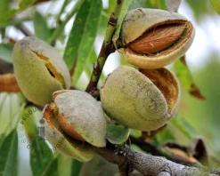 Prunus dulcis - laagstam