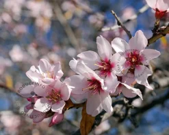 Prunus dulcis - laagstam