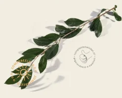 Prunus eminens 'Umbraculifera' - 225 cm stam