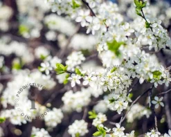 Prunus eminens 'Umbraculifera' - 225 cm stam