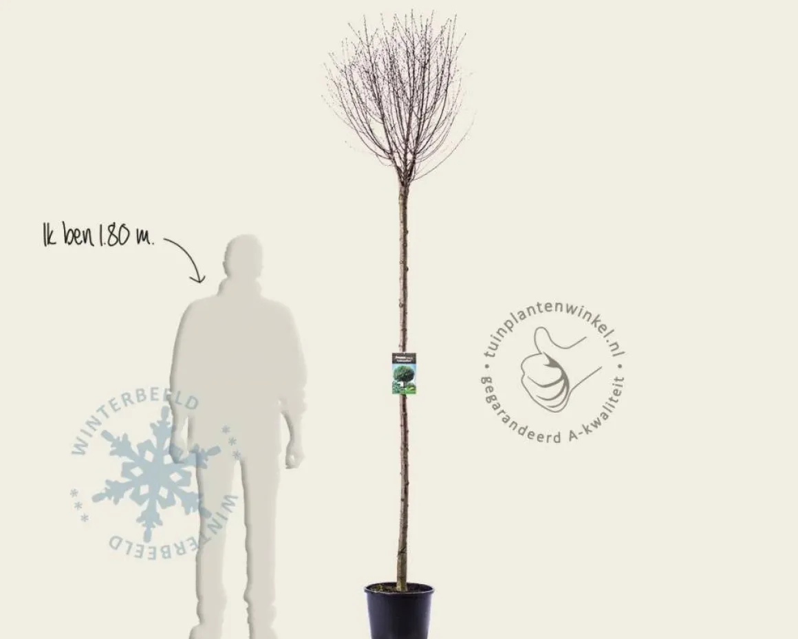 Prunus eminens 'Umbraculifera' - 200 cm stam