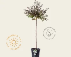 Prunus incisa 'Kojou-no-mai' - 60 cm stam