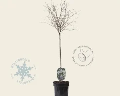 Prunus incisa 'Kojou-no-mai' - 60 cm stam