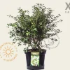 Prunus incisa 'Kojou-no-mai' 50/60 - XL