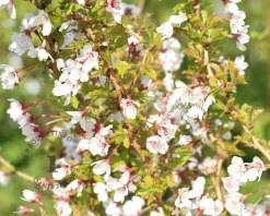 Prunus incisa 'Kojou-no-mai' 50/60 - XL