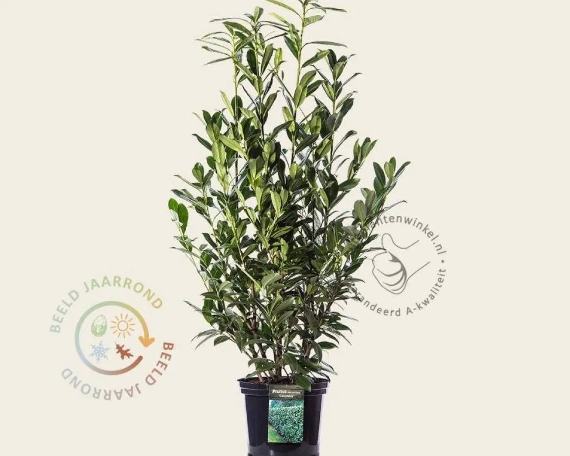 Prunus laurocerasus 'Caucasica' - in pot