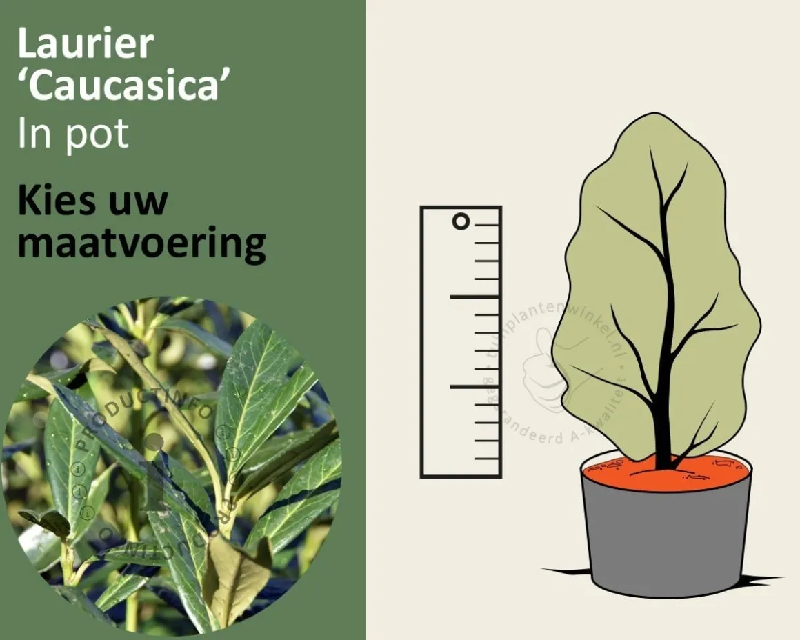 Prunus laurocerasus 'Caucasica' - in pot