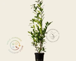 Prunus laurocerasus 'Caucasica' - in pot