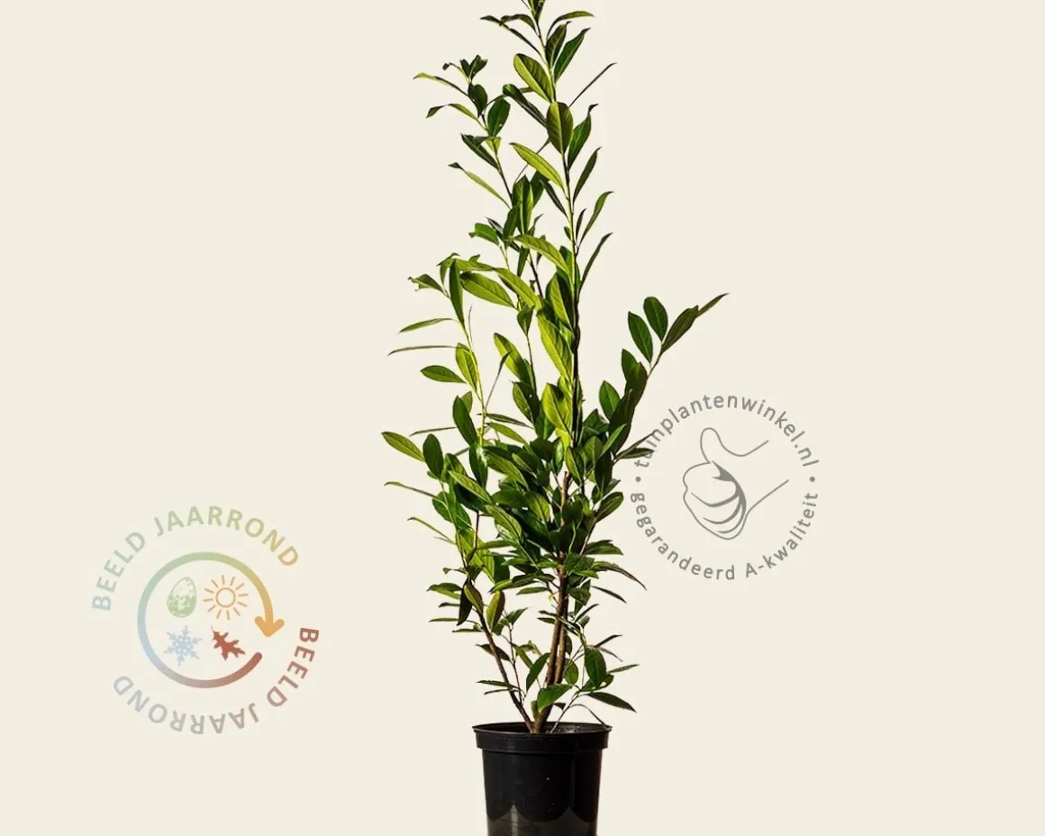Prunus laurocerasus 'Caucasica' - in pot