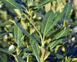 Prunus laurocerasus 'Caucasica' - in pot