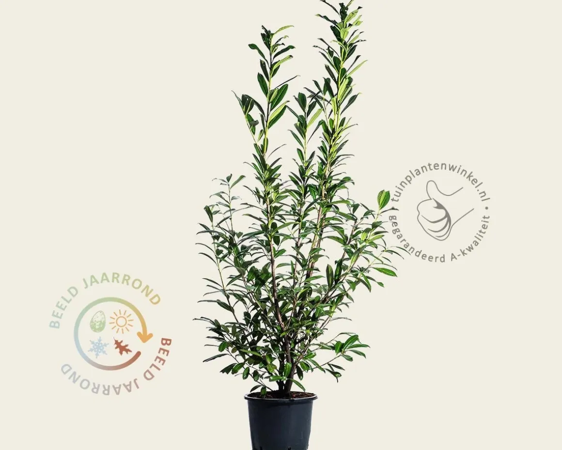 Prunus laurocerasus 'Caucasica' - in pot