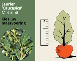Prunus laurocerasus 'Caucasica' - kluit