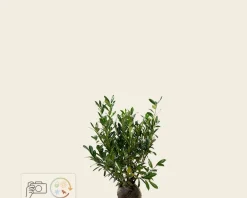 Prunus laurocerasus 'Caucasica' - kluit