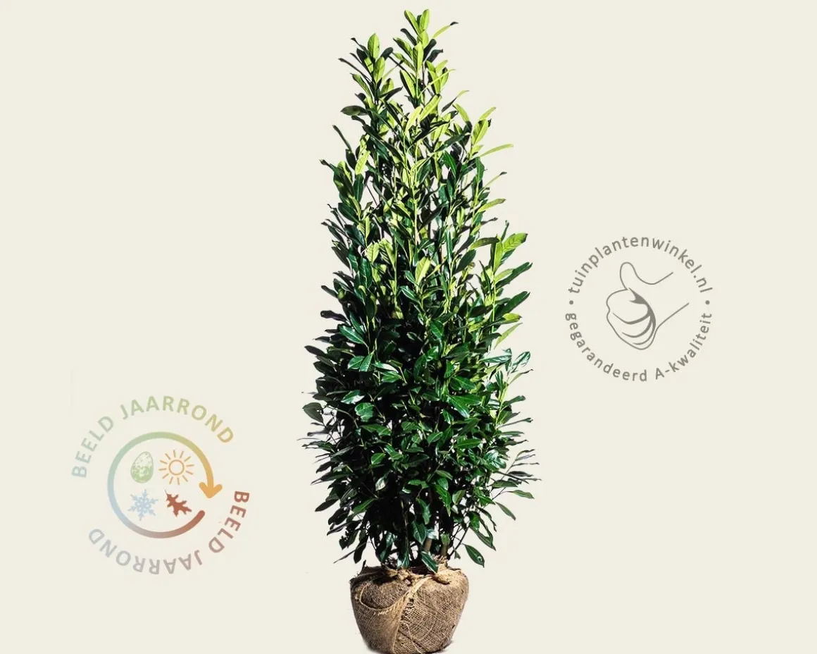 Prunus laurocerasus 'Elly' - kluit
