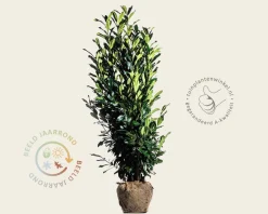 Prunus laurocerasus 'Elly' - kluit