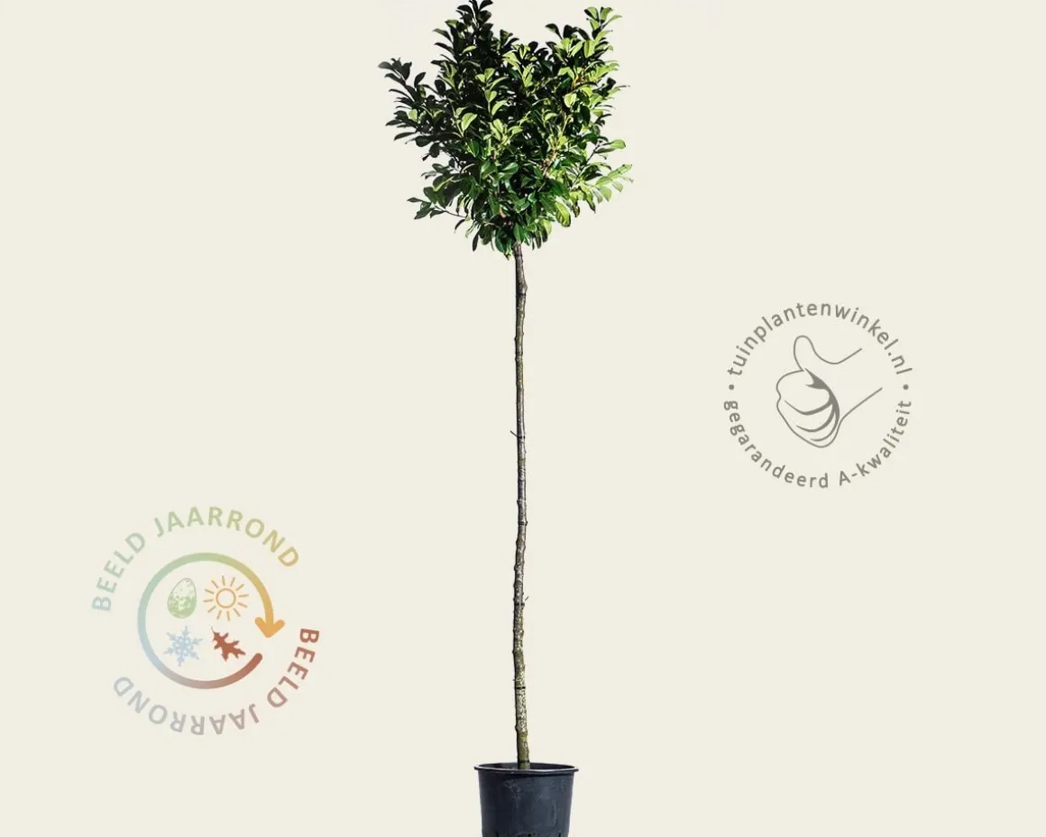 Prunus laurocerasus 'Etna' - op stam