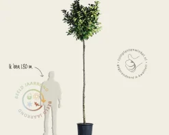 Prunus laurocerasus 'Etna' - op stam
