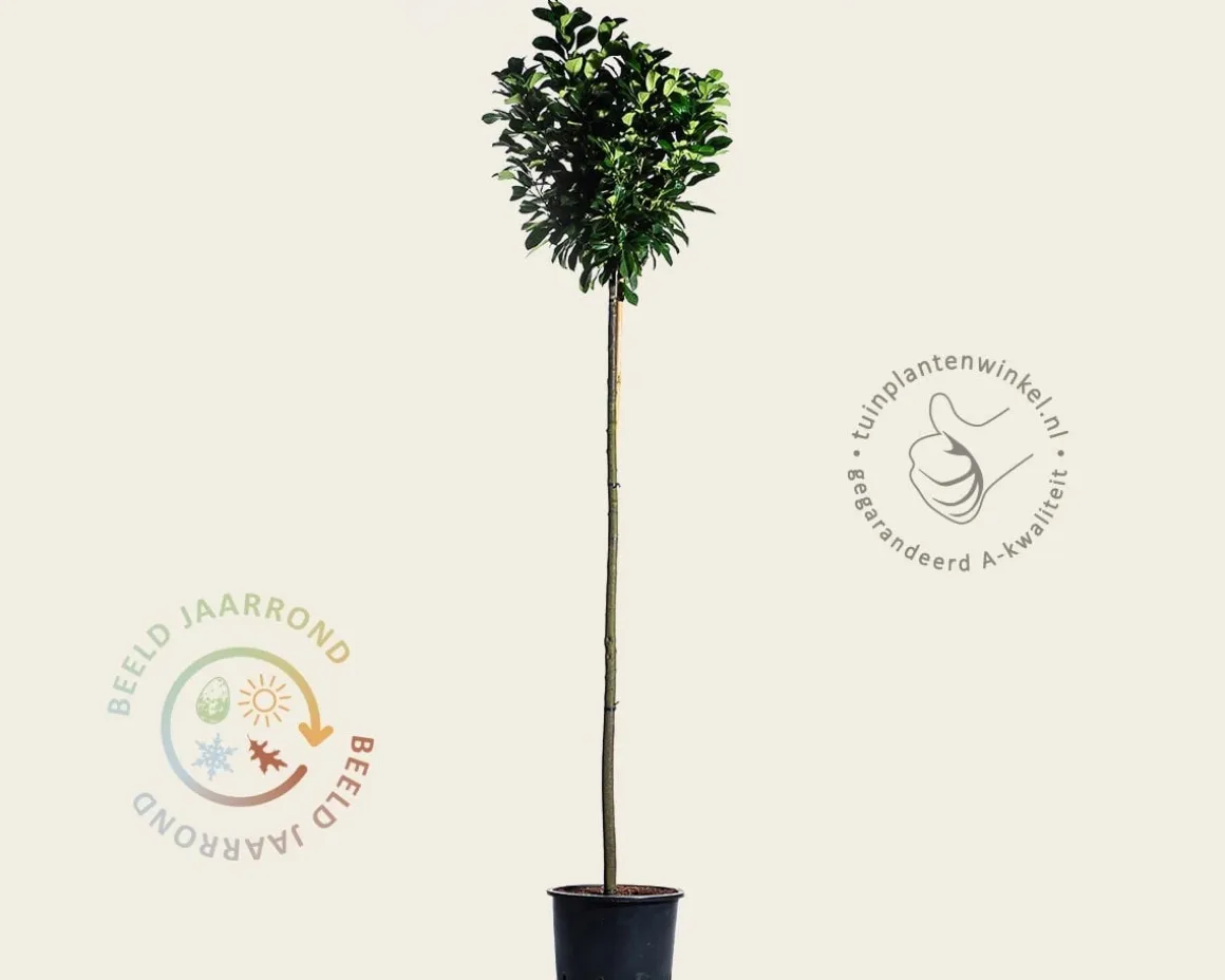 Prunus laurocerasus 'Etna' - op stam