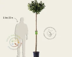 Prunus laurocerasus 'Etna' - op stam
