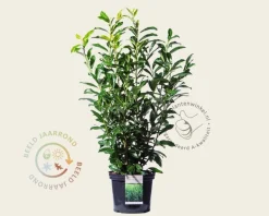 Prunus laurocerasus 'Genolia' - in pot