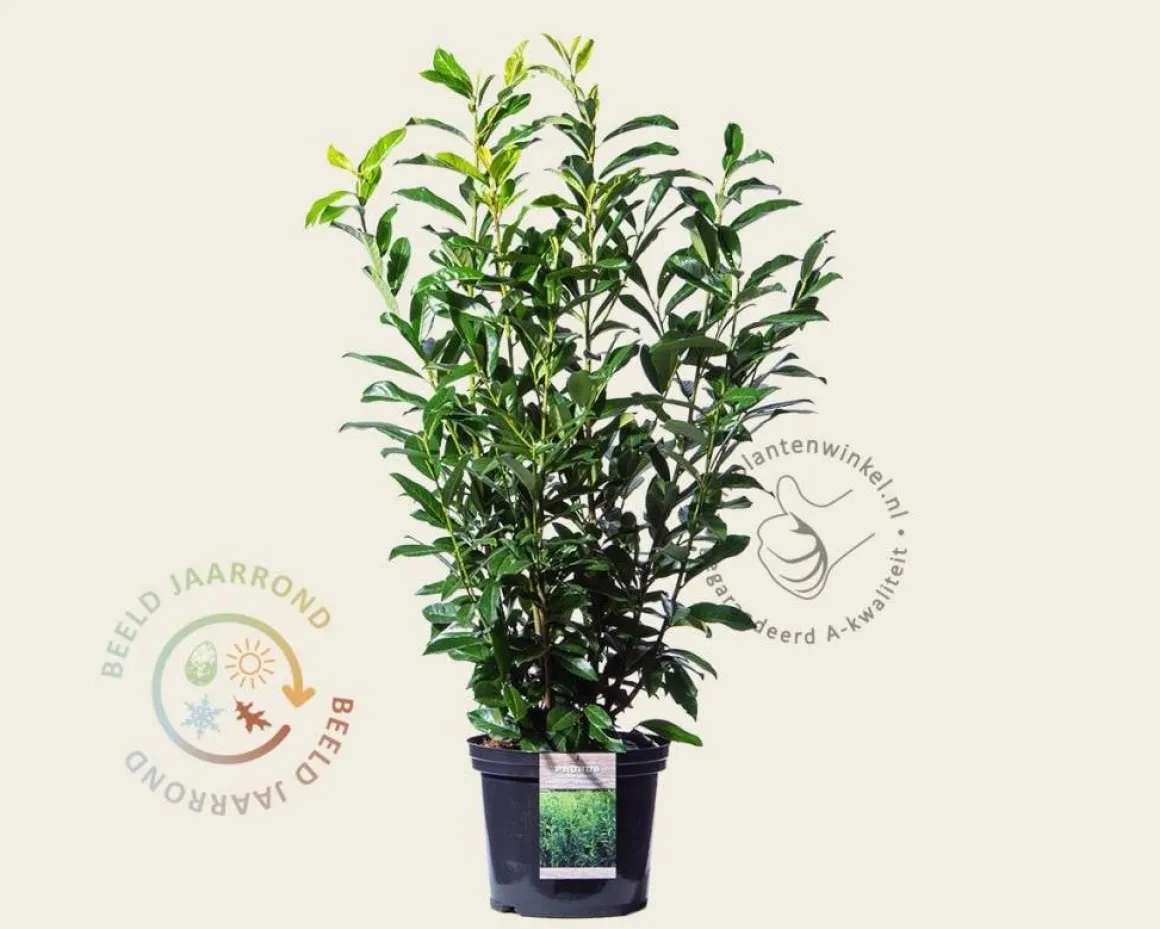 Prunus laurocerasus 'Genolia' - in pot